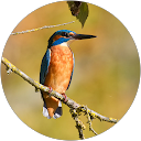 Fabien SCANDELLA Fabien SCANDELLA